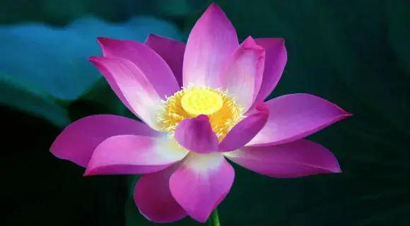 Flower6